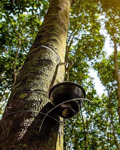 Gros plan d'un hévéa avec un bol pour la récolte du caoutchouc dans la forêt