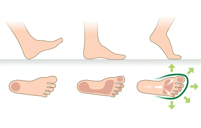 Graphic shows the different phases of foot movement while walking and pressure distribution on the sole