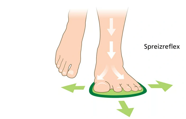 Illustration of a foot with arrows to demonstrate the splay reflex