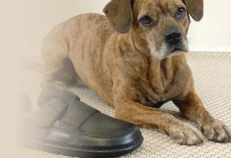 A dog lies next to comfortable slippers on a rug, with a basket in the background.